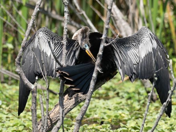 Amerikaanse slangenhalsvogel (Anhinga anhinga)